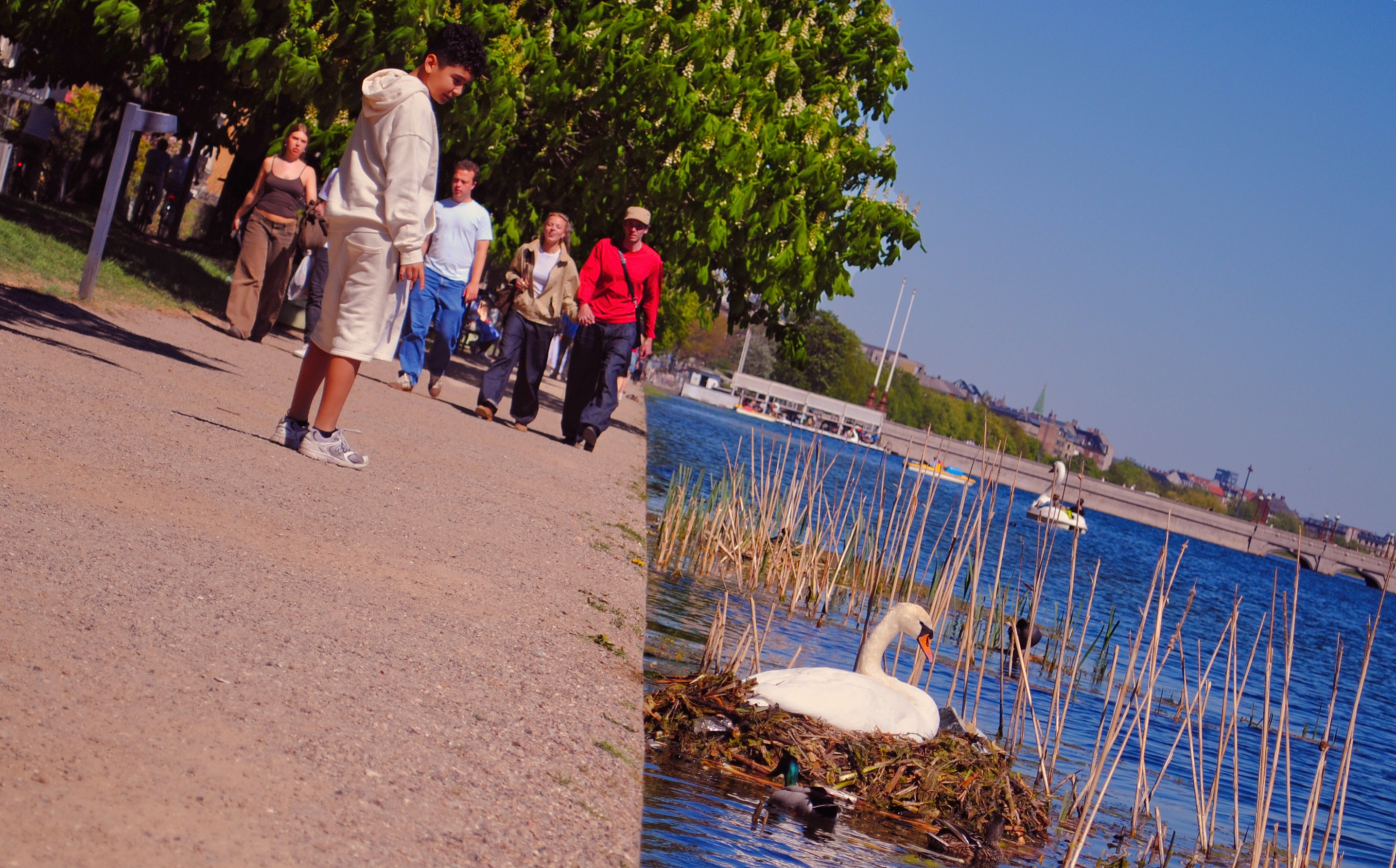 A boy walks along a path by a lake; a swan nests in the reeds